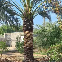 نخل|خدمات باغبانی و درختکاری|شوشتر, |دیوار