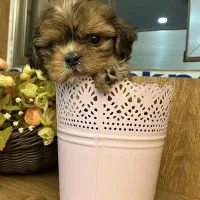 توله پاپی پامر خرسی|سگ|اصفهان, باغ کاران|دیوار