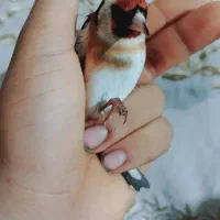 سهره نر بلند و قواره دار