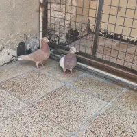 کفتر پرشی انگلیسی|پرنده|ری, فیروزآباد|دیوار