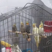 یک جفت عروس هلندی،۳جوجه دوماه ویکجفت مرغ عشق سفید|پرنده|آبادان, |دیوار