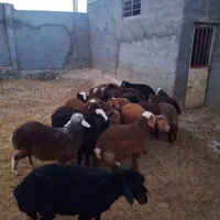 بره ماده هترو و همو|حیوانات مزرعه|شیروان (خراسان), |دیوار