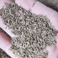 زیره سبزاصفهان