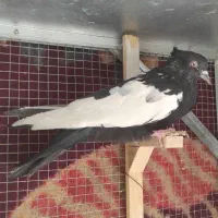 کفتر و گنجه فروشی|پرنده|شیراز, شاهچراغ|دیوار