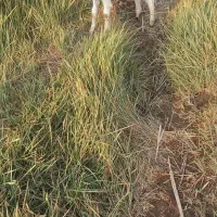 بز ماده افغانی|حیوانات مزرعه|خرمشهر, |دیوار