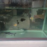 سلام آکواریوم ابعاد ۱×۴۵×۷۰فروشی ۲عددفنگوسی بزرگ