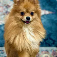 سگ پامر روباهی