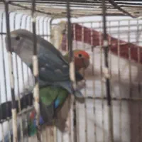 طوطی برزیلی