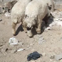 ۶گوسفند|حیوانات مزرعه|اهواز, پردیس|دیوار