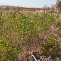 نهال صنوبر.کبوده