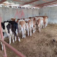 فروش ویژه گوساله سیمینتال جنس درجه یک|حیوانات مزرعه|تهران, هفده شهریور|دیوار