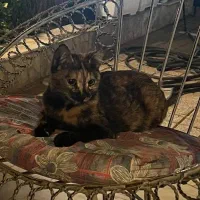 گربه|گربه|تهران, شهرآرا|دیوار