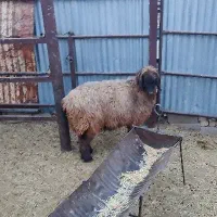 شیشک چتری|حیوانات مزرعه|طسوج, |دیوار