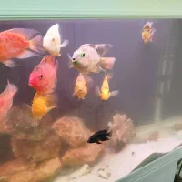 ماهی گوشتخوار در زهک