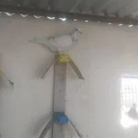 سارقون نر پرشی ذات دار