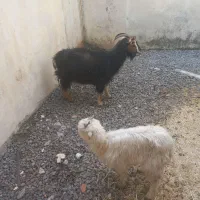 بز و بزغاله ماده سرحال