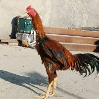 خروس لاری جوان