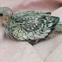 جوجه عروس هلندی  سرلاکی
