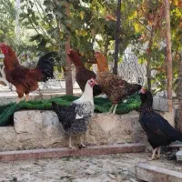 مرغ تخم گذار رسمی محلی ومرغ کرچ۲رگ لاری وجوجه گلین|حیوانات مزرعه|تهران, جوانمردان (اندیشه)|دیوار