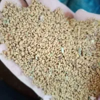 فروش بذر یونجه  تضمینی