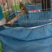 یک عدد سره ماده یک عدد قناری ماده سرامیکی