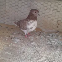 کبوترگرگی ماده بپروبازیکن