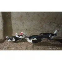 اردک اسرائیلی