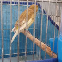 قناری ماده|پرنده|ساوه, |دیوار