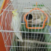 عروس هلندی اماده|پرنده|صائین قلعه, |دیوار