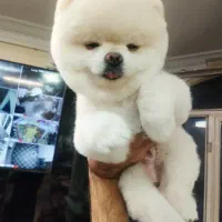 پامرانین خرسی|سگ|خرمآباد, |دیوار