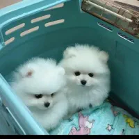 جشنواره ویژه پامر 66روزه بااف و تخفیف50درصدی|سگ|مشهد, اقبال|دیوار