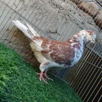 کفتر معامله یا معاوضه با کله ای|پرنده|بافت, |دیوار