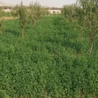 فروش علوفه ویونجه تازه|عمده‌فروشی|عجب شیر, |دیوار