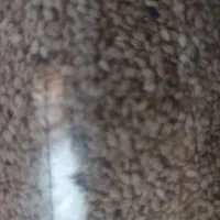 کنجدمحلی تمیز و باطعم عالی