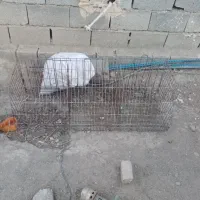 قفس مرغ تخمگذار