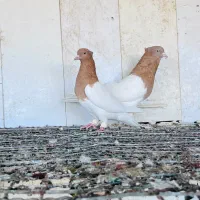 کفتر کله زرد