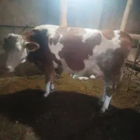 گاو شکم سوم با گوساله نر