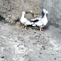 کبوتر. دمبی|پرنده|شیراز, تاچارا|دیوار