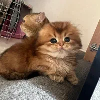 بچه گربه های بانمک و اشرافی(پرشین بریتیش اسکاتیش)|گربه|رشت, گلسار|دیوار