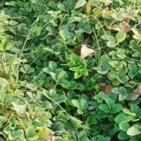 نهال سابرینا دانسته نهال ضمانتی|خدمات باغبانی و درختکاری|دلند, |دیوار