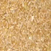 فروش گندم|خوردنی و آشامیدنی|شیراز, اکبر آباد|دیوار