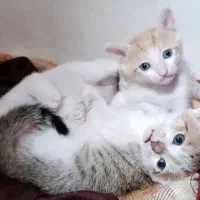 بچه گربه