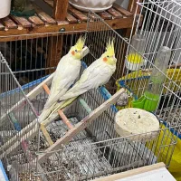 طوطی عروس لوتینو