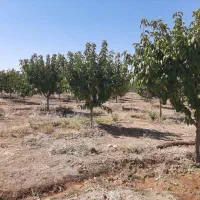 فروش باغ ۴ ساله با انواع درختان، جباراباد دینور|فروش دفتر صنعتی، کشاورزی، تجاری|سنقر, |دیوار