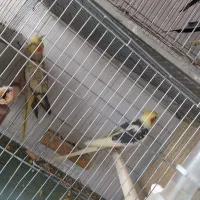 جوجه قفس قناری