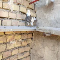 کبوتر طوقی آجری . شکلاتی