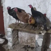 خریدوفروش|حیوانات مزرعه|پیرانشهر, |دیوار