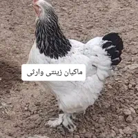 تخم نطفه دار برهما لایت|حیوانات مزرعه|تبریز, |دیوار