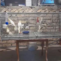 جوجه عروس هلندی