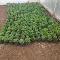 گلدون داوودی و  آکالیپتوس